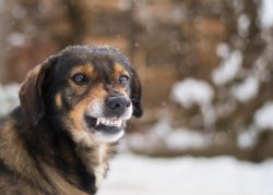 Dog Bites and Liability in Animal Attack Cases Across Pennsylvania